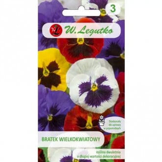 Árvácskák nagy virágokkal, színkeverék Legutko kép 6