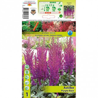 Astilbe Purple Rain kép 1