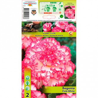 Begónia Marmorata Pink/White fotó 15 Begónia Marmorata Pink/White kép 15