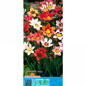 Cigányvirág színkeverék kép 1