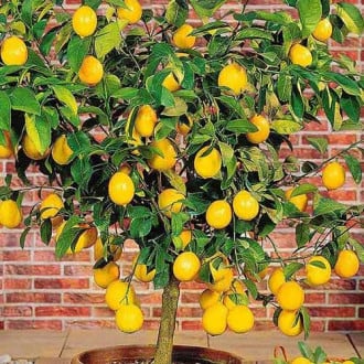 Citrom Limon Lemon kép 1