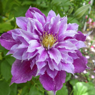 Clematis Birthday Girl, С2 kép 1