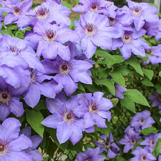 Clematis Blue Cotillion, С2 kép 2