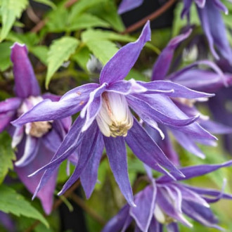 Clematis Blue Surprise, С2 kép 3