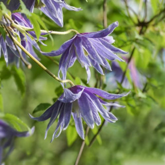 Clematis Cecile, С2 kép 4