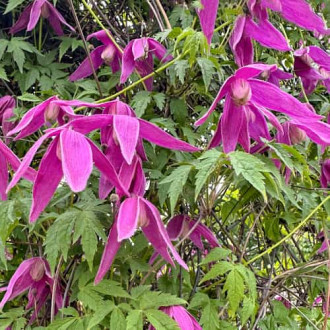 Clematis Constance, С2 kép 5