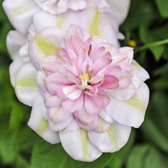 Clematis Innocent Blush, С2 kép 6