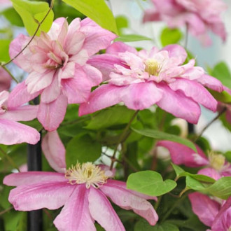 Clematis Innocent Glance, С2 kép 4