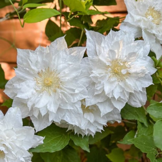 Clematis Isago, С2 kép 5