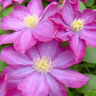 Clematis Kakio Pink Champagne, С2 kép 1