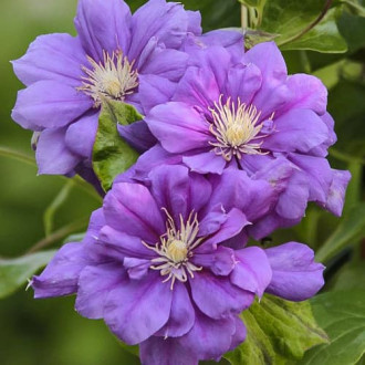 Clematis Krolowa Bona, С2 kép 3