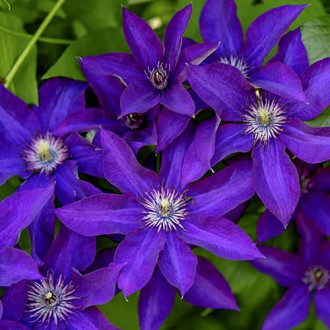 Clematis Lavender Beauty, С2 kép 4