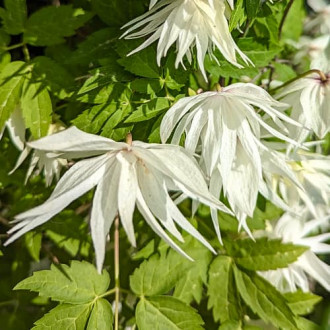 Clematis Lemon Dream, С2 kép 1