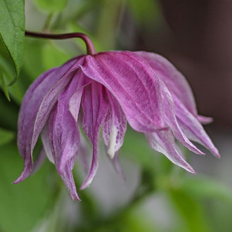 Clematis Purple Dream, С2 kép 6
