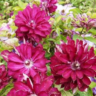 Clematis Red Star, С2 kép 6