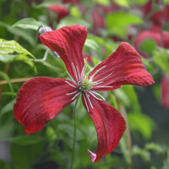 Clematis Strawberry Fields, С2 kép 6