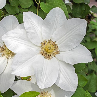 Clematis Sweet Morning, С2 kép 2