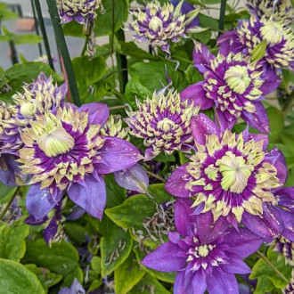 Clematis Taiga, С2 kép 6
