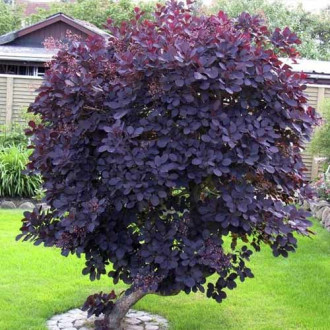 Cotinus Royal Purple, C3 kép 1