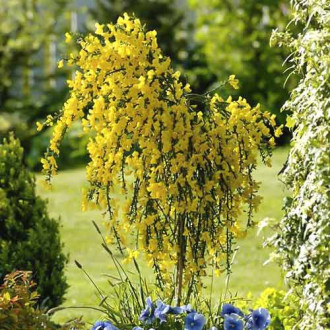 Cytisus Golden Sunlight, C2 kép 5