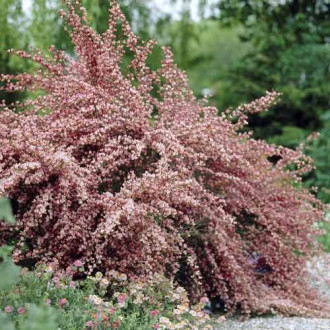 Cytisus Moyclare Pink, C2 kép 6