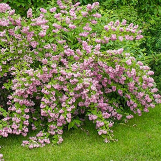 Deutzia hybrida Strawberry Fields, С2 kép 4