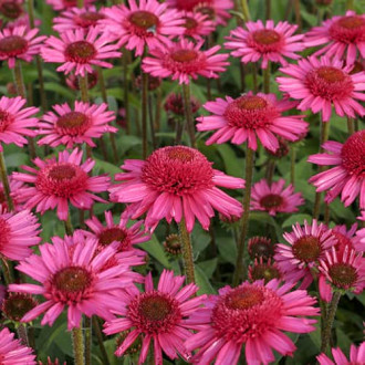Echinacea Delicious Candy, С2 kép 5