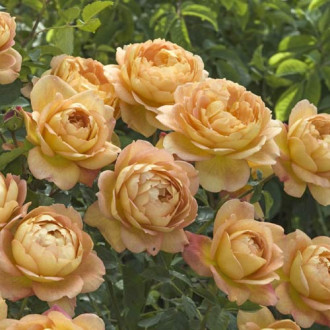 English Rose Lady of Shalott®, C5 kép 4