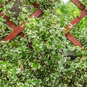 Euonymus fortunei Silver Queen, С2 kép 4