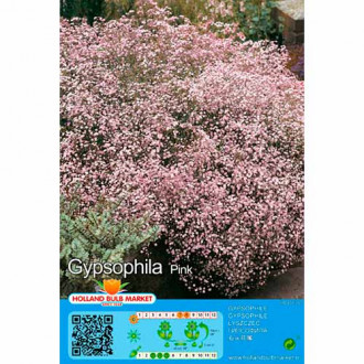 Fátyolvirág (Gypsophila) Pink kép 3