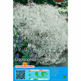 Fátyolvirág (Gypsophila) White kép 5