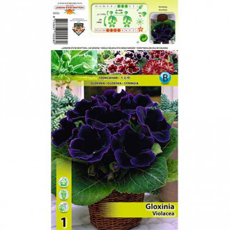 Gloxínia Violacea kép 4