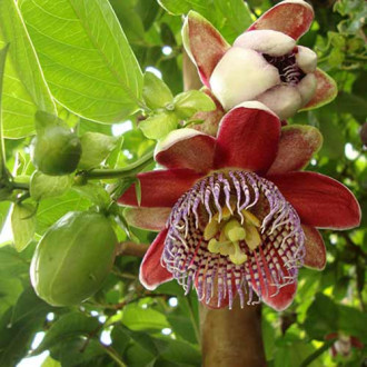 Golgotavirág (Passiflora) Alata Red kép 4