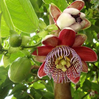 Golgotavirág (Passiflora) Alata Red kép 1