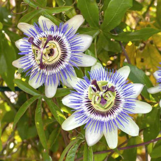 Golgotavirág (Passiflora) White-Blue Hybrid kép 3