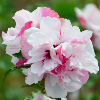 Hibiszkusz French Cabaret Pastel kép 4