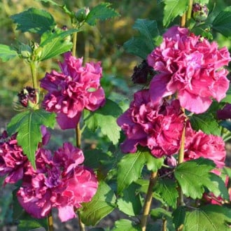 Hibiszkusz French Cabaret Red kép 2