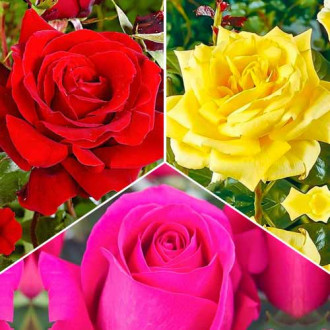 Hihetetlen ajánlat! Háromszínü teahibrid rózsák, 3 fajtából álló készlet kép 4