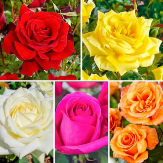 Hihetetlen ajánlat!! Klasszikus teahibrid rózsák, 5 fajtából álló készlet kép 3