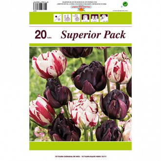 Hihetetlen ajánlat! Magic Color Dupla szirmu tulipán, 2 fajtából álló készlet kép 2