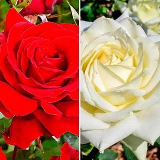 Hihetetlen ajánlat! Piros & Fehér teahibrid rózsa, 2 fajtából álló készlet kép 5
