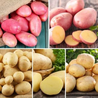 Hihetetlen ajánlat! Vetőburgonya Keverék, 5 fajtából álló készlet kép 4