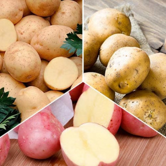 Hihetetlen ajánlat! Vetőburgonya Korai betakarítások, 3 fajtából álló készlet kép 2