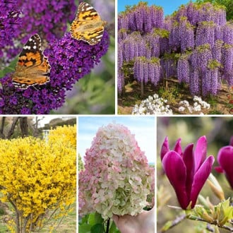 Hihetetlen ajánlat! Virágzó kertek, 5 fajtából álló készlet kép 6