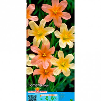 Homérosz-virág színkeverék kép 1