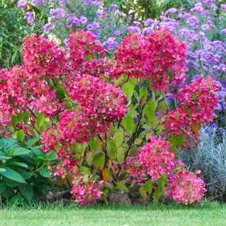 Hortenzia paniculata Diamant Rouge kép 6