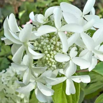 Hortenzia paniculata Great Star kép 6
