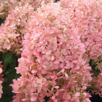 Hortenzia paniculata Magical Candle kép 6