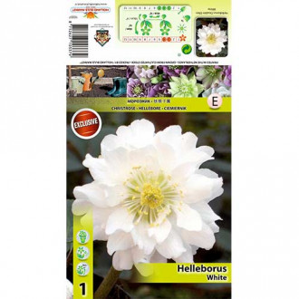 Hunyor (Helleborus) Double Ellen White kép 6