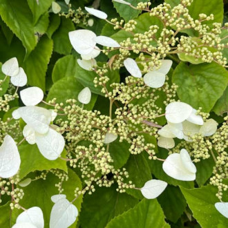 Hydrangea hydr. Burst of Light®, С2 kép 4